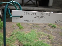 ova Gussonea-20110529 169